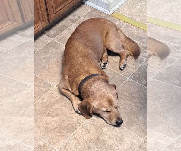 Medium Photo #3 Dachshund-Unknown Mix Puppy For Sale in Charlottesville, VA, USA