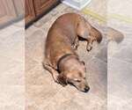 Small #2 Dachshund Mix