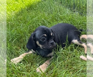 Puggle Puppy for sale in RAPID CITY, SD, USA