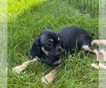 Small Puggle