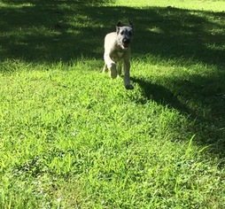 Irish Wolfhound Puppy for sale in WAYNESBURG, KY, USA