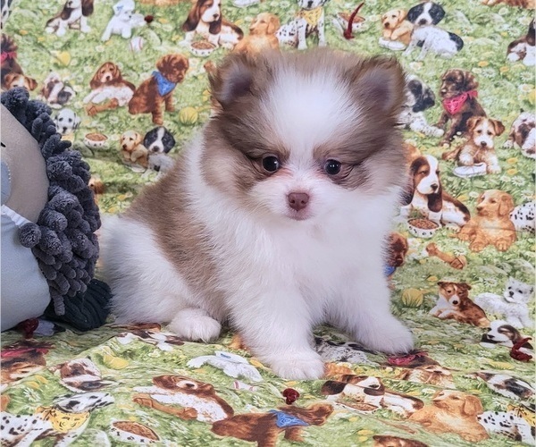 Medium Photo #1 Pomeranian Puppy For Sale in ORRVILLE, OH, USA