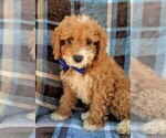 Small Photo #1 Cavachon-Poodle (Toy) Mix Puppy For Sale in LANCASTER, PA, USA