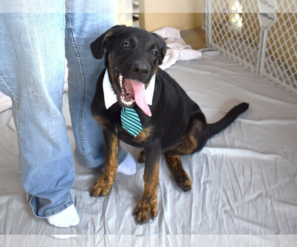 Medium Photo #2 Labrador Retriever-Unknown Mix Puppy For Sale in McKinney, TX, USA