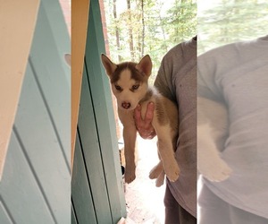 Siberian Husky Puppy for sale in MORGANTON, NC, USA
