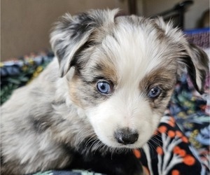 Miniature Australian Shepherd Puppy for sale in SALEM, OR, USA