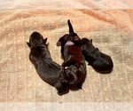 Puppy Puppy 3 Labrador Retriever