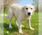 Small #2 Golden Pyrenees