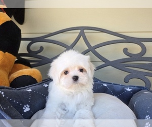Maltese Puppy for Sale in SANTA CLARITA, California USA