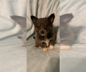 Chihuahua-Shetland Sheepdog Mix Puppy for Sale in SHERMAN, Texas USA