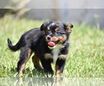 Small Photo #3 Miniature American Shepherd Puppy For Sale in PALM COAST, FL, USA