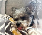 Small #4 Poodle (Miniature) Mix