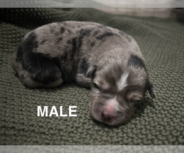 Medium Photo #6 Aussie Siberian Puppy For Sale in LADY LAKE, FL, USA