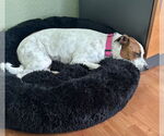 Small #11 Jack Russell Terrier-Whippet Mix