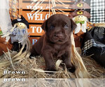 Puppy 5 Labrador Retriever