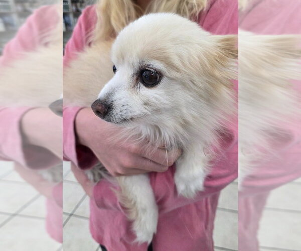 Medium Photo #4 Pomeranian Puppy For Sale in Salt Lake City, UT, USA