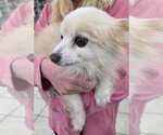Small #3 Pomeranian