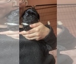 Small Photo #18 Frenchie Pug Puppy For Sale in BLOOMINGTON, IL, USA