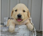 Image preview for Ad Listing. Nickname: Polly