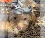 Small Photo #42 Goldendoodle mix (+ Poodle Miniature) Puppy For Sale in MENIFEE, CA, USA