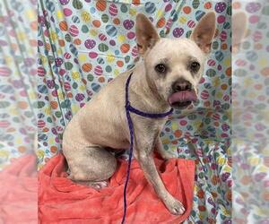 French Bullhuahua Dogs for adoption in Modesto, CA, USA
