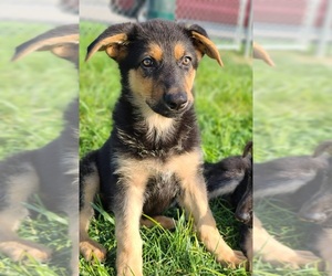 German Shepherd Dog Puppy for sale in WARREN, MA, USA