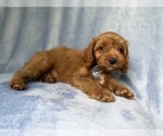 Small #2 Cavapoo (Miniature)