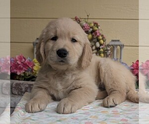 Golden Retriever Puppy for sale in MODESTO, CA, USA