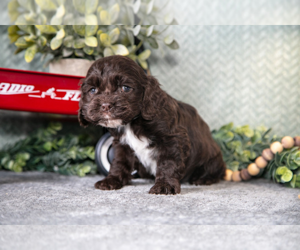 Medium Photo #2 Cocker Spaniel Puppy For Sale in NAPPANEE, IN, USA