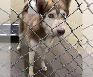 Siberian Husky-Unknown Mix Dogs for adoption in Waco, TX, USA