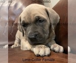 Puppy Lime Collar F Cane Corso