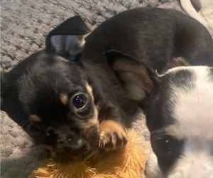 Chihuahua Puppy for sale in CASTLE HAYNE, NC, USA