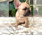 Small Photo #5 French Bulldog Puppy For Sale in CLAYTON, CA, USA