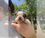 Small #9 Boston Terrier