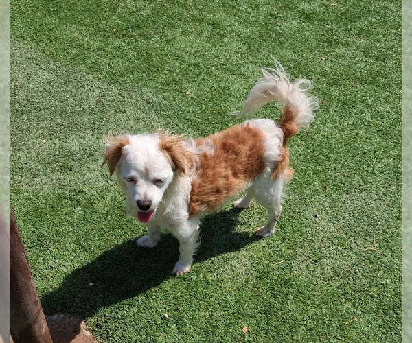 Medium Photo #4 Colonial Cocker Spaniel-Unknown Mix Puppy For Sale in Cranston, RI, USA