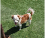 Small #3 Colonial Cocker Spaniel Mix