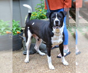 Saint Bernard-Unknown Mix Dogs for adoption in Germanton, TN, USA