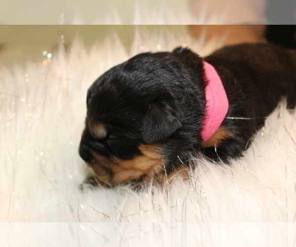 Medium Photo #5 Rottweiler Puppy For Sale in HEMINGWAY, SC, USA