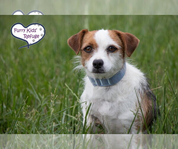 Medium Photo #2 Mutt Puppy For Sale in Lee's Summit, MO, USA