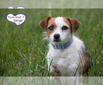 Small #1 Mutt