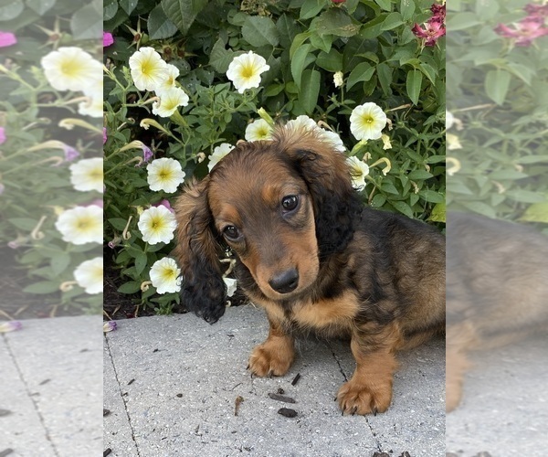 Medium Photo #5 Dachshund Puppy For Sale in CANOGA, NY, USA