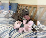Small #4 American Pit Bull Terrier Mix
