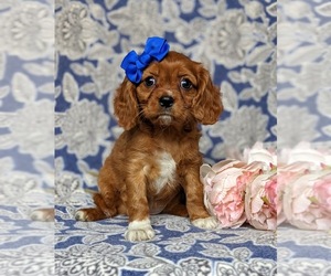 Cavalier King Charles Spaniel Puppy for sale in QUARRYVILLE, PA, USA