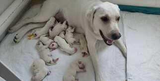 Mother of the Labrador Retriever puppies born on 03/04/2019