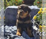 Nora - Female Rottweiler Puppy for Sale - Photo #2
