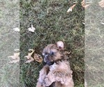 Small Photo #10 Shih Tzu Puppy For Sale in RIO LINDA, CA, USA