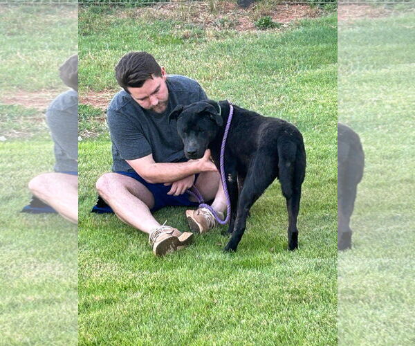 Medium Photo #3 American Pit Bull Terrier-Unknown Mix Puppy For Sale in Atlanta, GA, USA