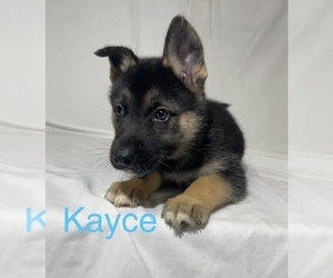 German Shepherd Dog-Siberian Husky Mix Puppy for sale in WEST PLAINS, MO, USA