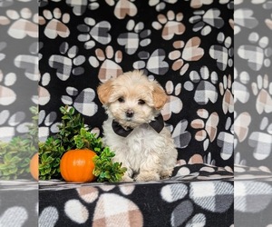 Maltipoo Puppy for sale in LEOLA, PA, USA