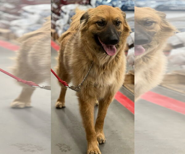 Medium Photo #4 Australian Shepherd-Unknown Mix Puppy For Sale in Winter Park, CO, USA